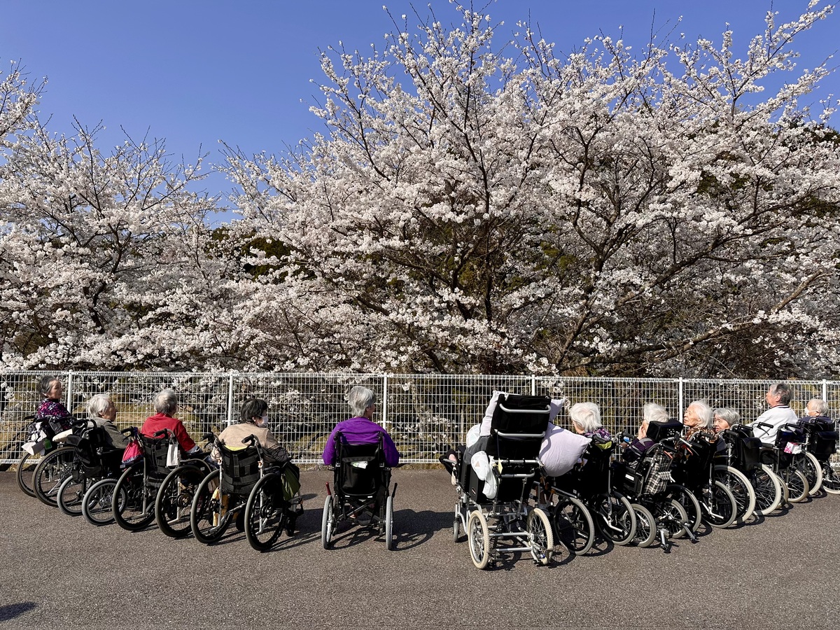 桜写真
